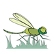 D - Dragonfly