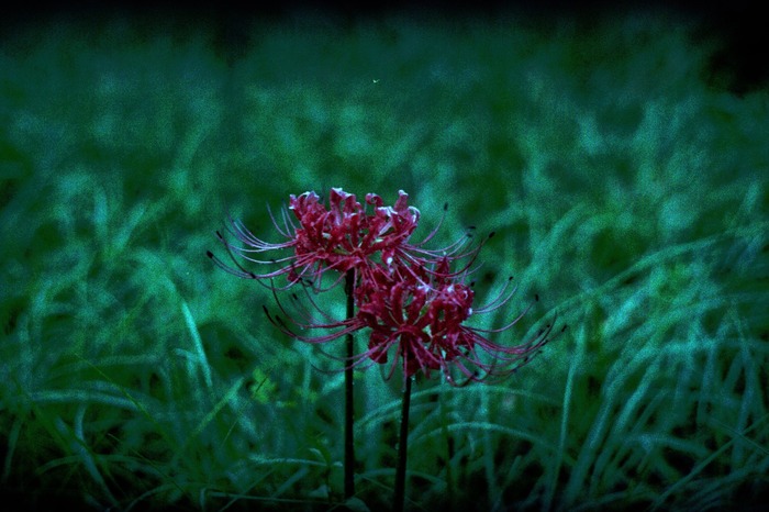 Life and Decay