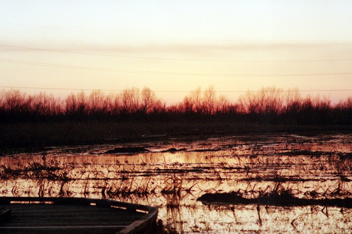 Stroll in the Marsh