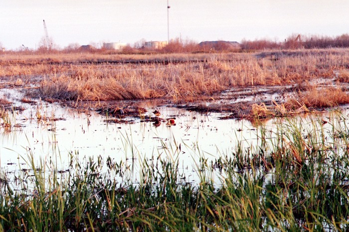 Stroll in the Marsh