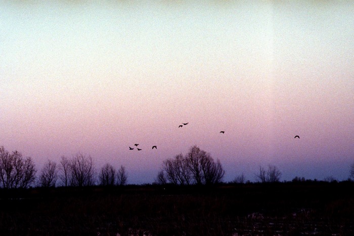 Stroll in the Marsh