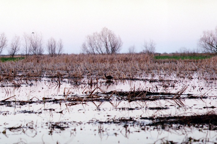 Stroll in the Marsh
