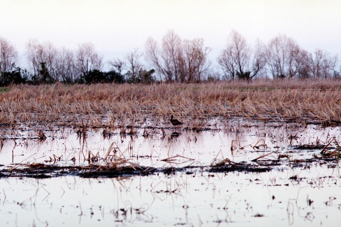Stroll in the Marsh