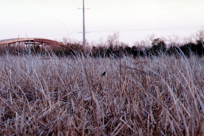 Stroll in the Marsh