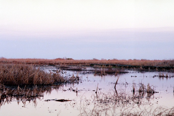 Stroll in the Marsh