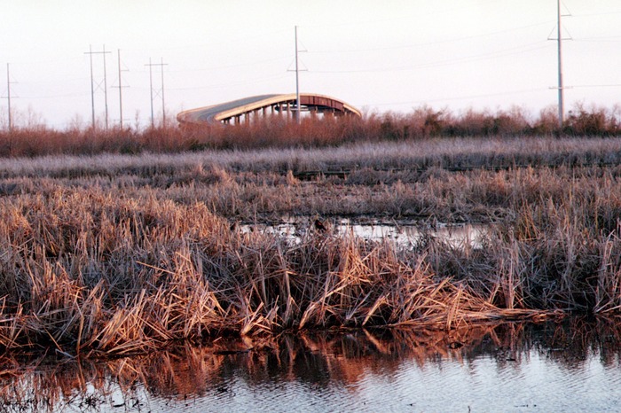 Stroll in the Marsh
