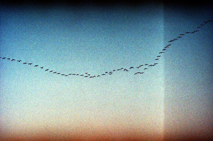 Stroll in the Marsh