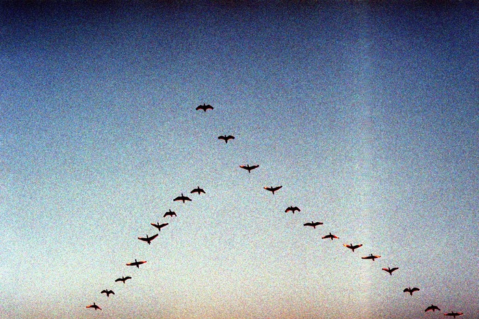 Stroll in the Marsh